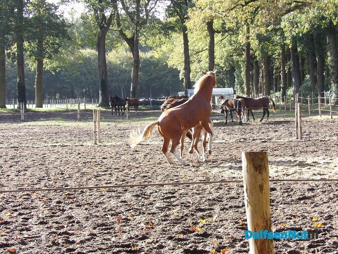 Een rondje Hessum vol herfstkleuren en verrassingen - Foto: Willy