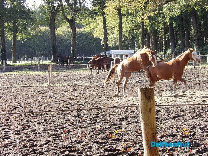 Een rondje Hessum vol herfstkleuren en verrassingen - Foto: Willy