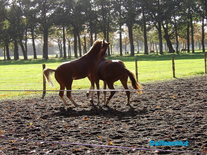 Een rondje Hessum vol herfstkleuren en verrassingen - Foto: Willy