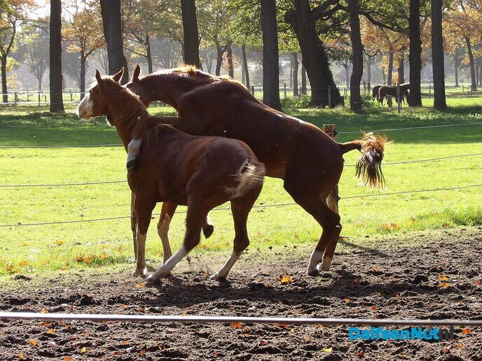 Een rondje Hessum vol herfstkleuren en verrassingen - Foto: Willy
