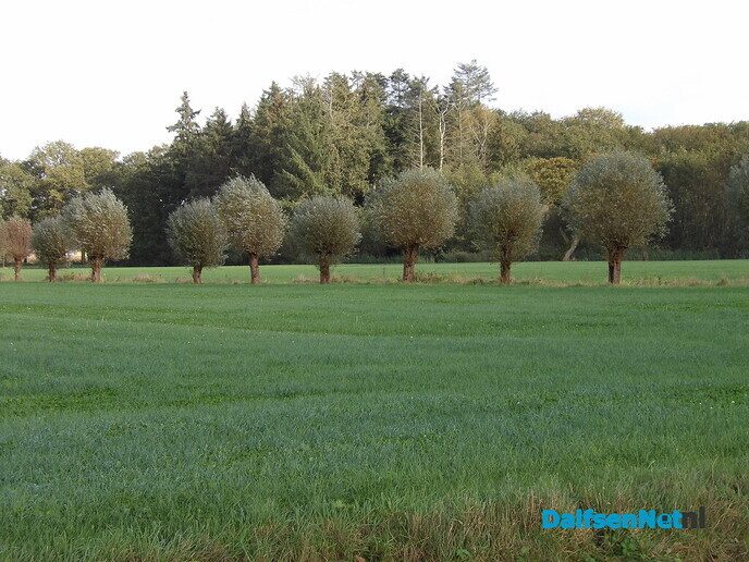 Een rondje Hessum vol herfstkleuren en verrassingen - Foto: Willy
