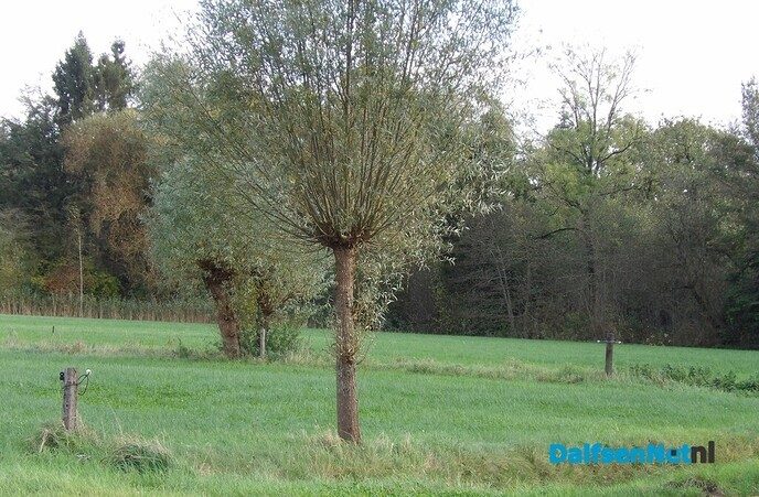 Een rondje Hessum vol herfstkleuren en verrassingen - Foto: Willy