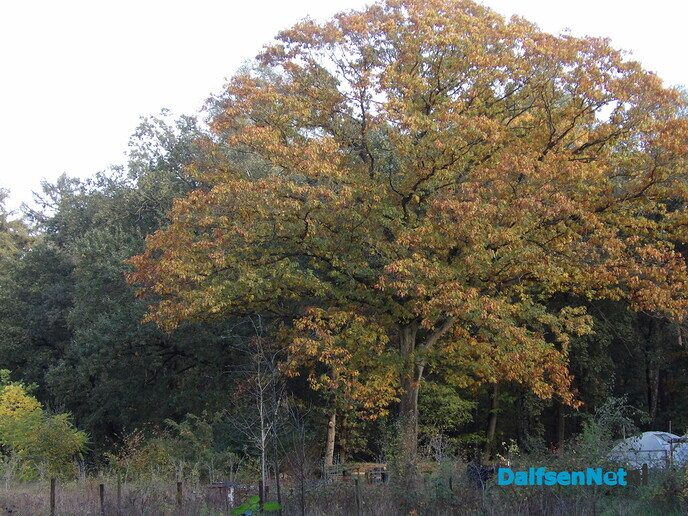 Een rondje Hessum vol herfstkleuren en verrassingen - Foto: Willy