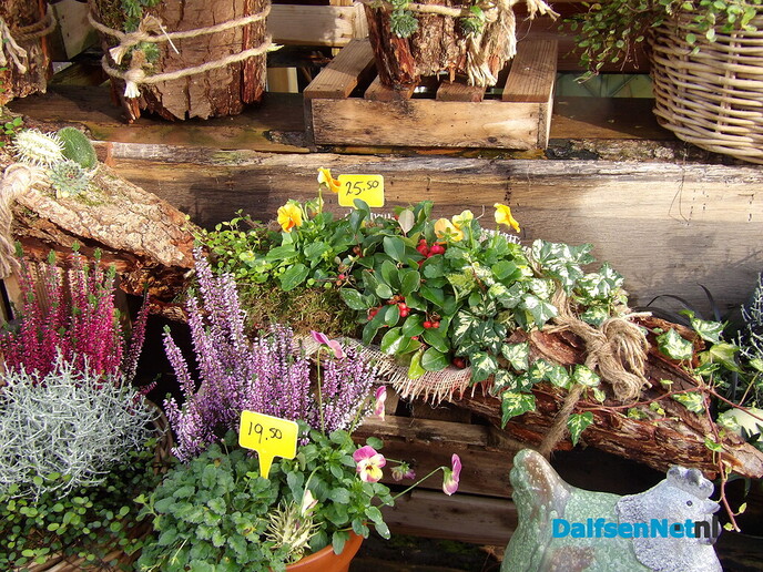 Antons Bloemkwekerij: een kleurrijk bedrijf met een hart voor bloemen en mensen - Foto: Willy