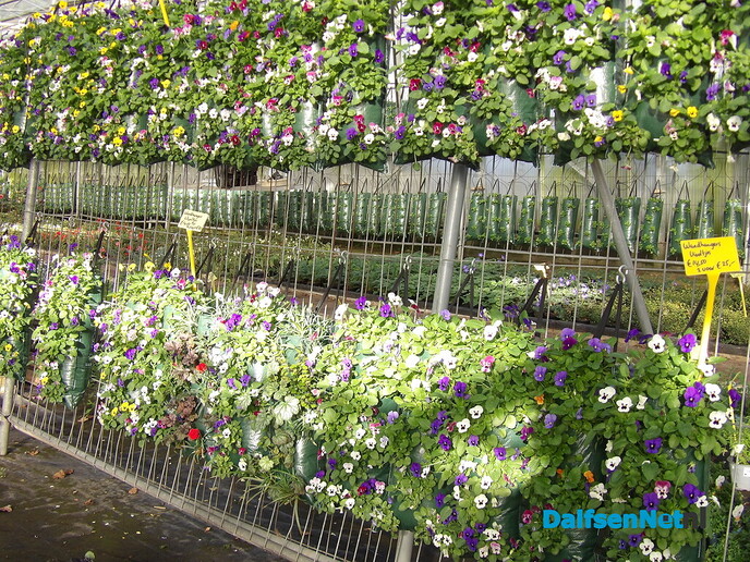 Antons Bloemkwekerij: een kleurrijk bedrijf met een hart voor bloemen en mensen - Foto: Willy
