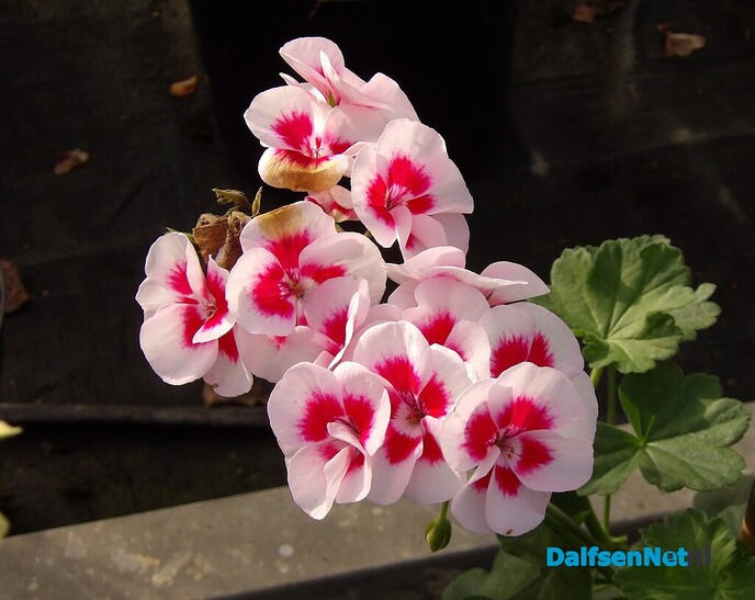 Antons Bloemkwekerij: een kleurrijk bedrijf met een hart voor bloemen en mensen - Foto: Willy