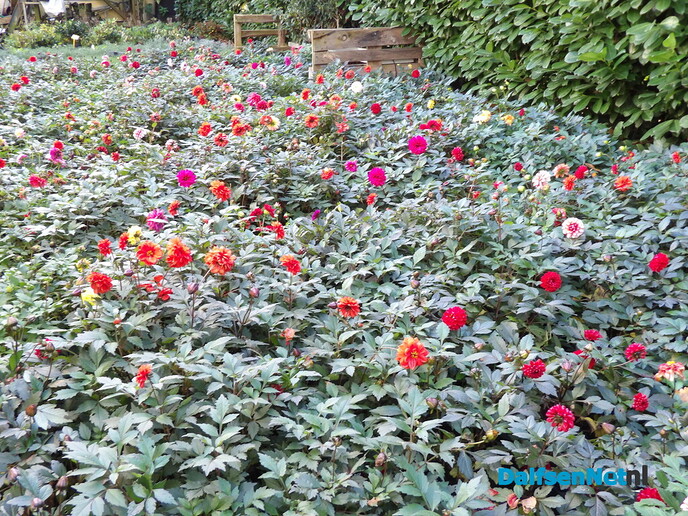 Antons Bloemkwekerij: een kleurrijk bedrijf met een hart voor bloemen en mensen - Foto: Willy