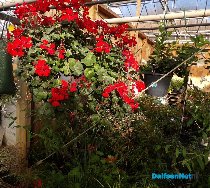 Antons Bloemkwekerij: een kleurrijk bedrijf met een hart voor bloemen en mensen - Foto: Willy