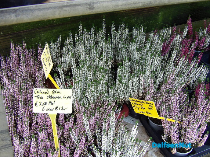 Antons Bloemkwekerij: een kleurrijk bedrijf met een hart voor bloemen en mensen - Foto: Willy