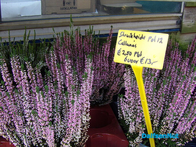 Antons Bloemkwekerij: een kleurrijk bedrijf met een hart voor bloemen en mensen - Foto: Willy