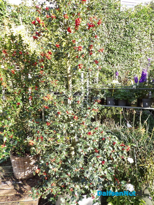 Antons Bloemkwekerij: een kleurrijk bedrijf met een hart voor bloemen en mensen - Foto: Willy