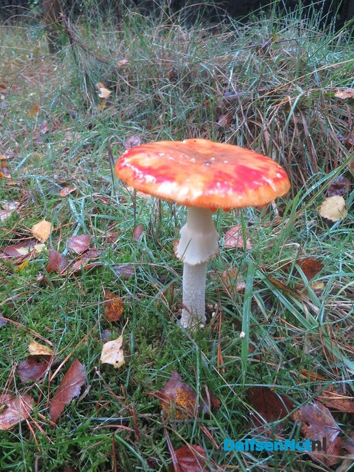 Een druilerige bijzondere zondagmorgen - Foto: Wim