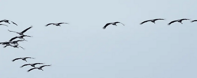De kraanvogels komen er aan