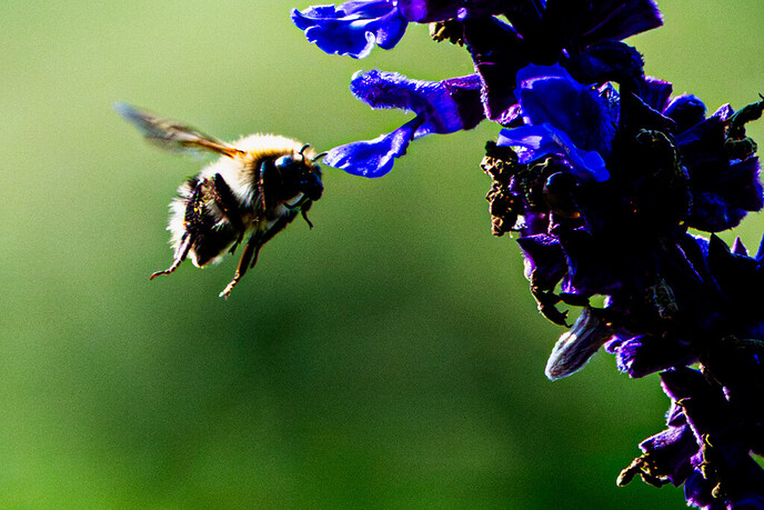 Bij, hommel