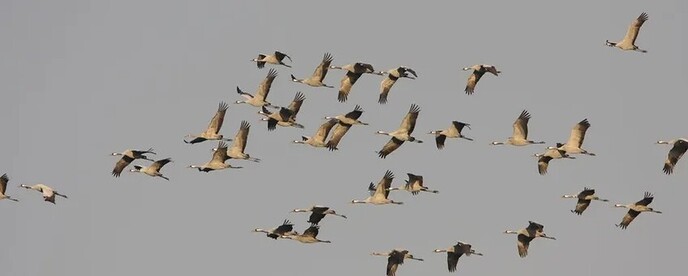 Interessant over de vogeltrek