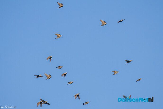 Vogeltrek