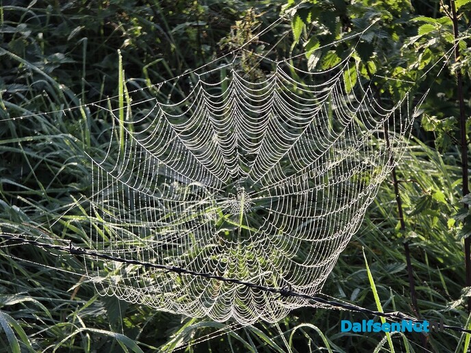 Parelende spinnewebben