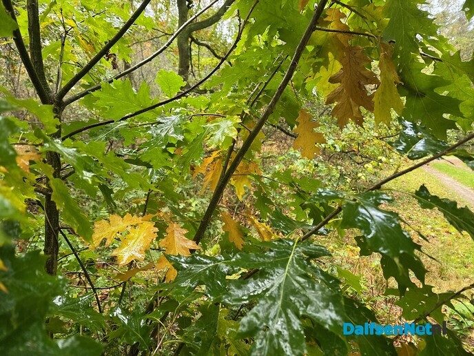 On weer en honde weer - Foto: Jennie Kanis