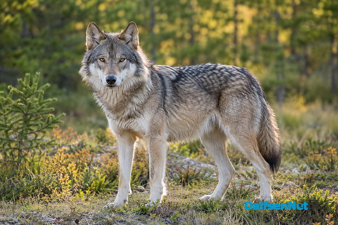 Vestiging wolf in Vechtdal nog niet zeker