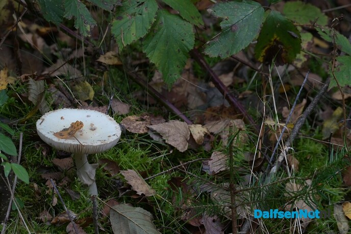 Als de herfst zijn intrede doet - Foto: Johan Bokma