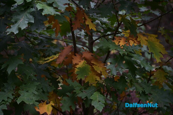 Als de herfst zijn intrede doet - Foto: Johan Bokma