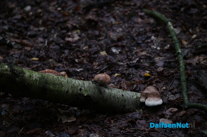 Als de herfst zijn intrede doet - Foto: Johan Bokma