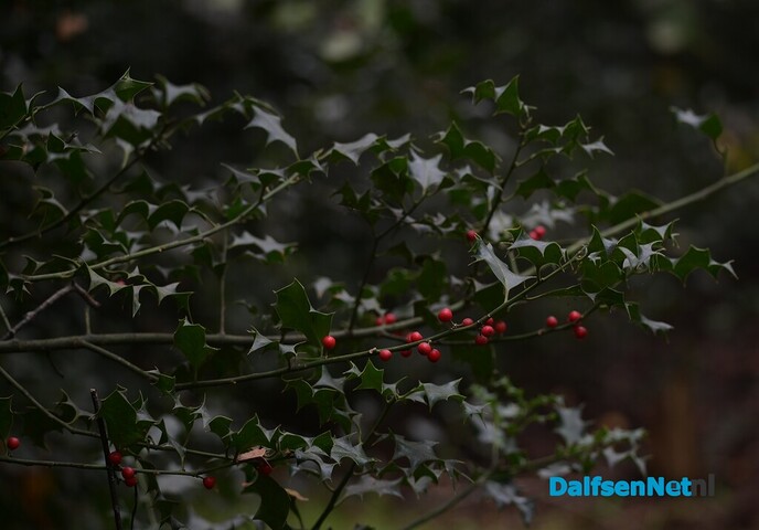Als de herfst zijn intrede doet - Foto: Johan Bokma