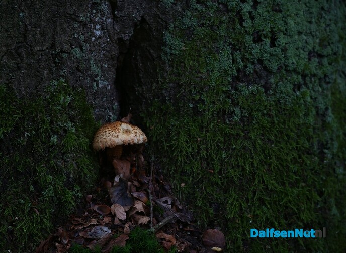Als de herfst zijn intrede doet - Foto: Johan Bokma