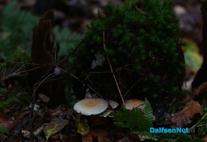 Als de herfst zijn intrede doet - Foto: Johan Bokma