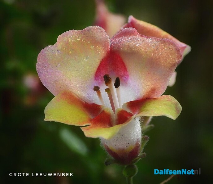 Foto’s van Femmie – Dauwdruppels op bloemen - Foto: Femmie Smink