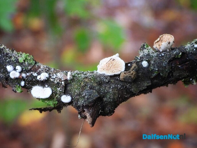 De herfst is echt bezig - Foto: Femmie Smink