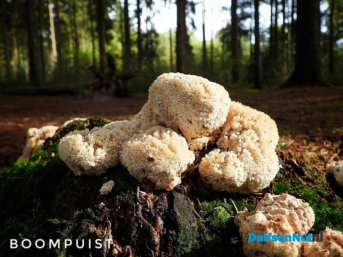 Volgende serie paddenstoelen bekeken met vier ogen - Foto: Femmie Smink