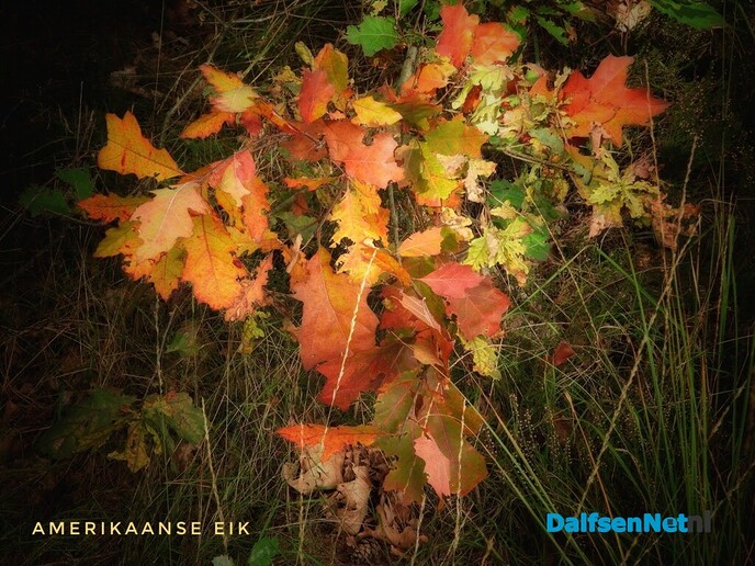 Femmie over de kleuren van de herfst - Foto: Femmie Smink