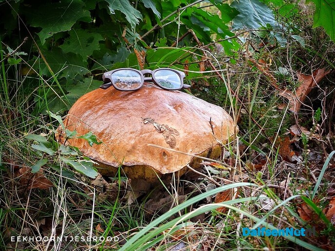 Volgende serie paddenstoelen bekeken met vier ogen - Foto: Femmie Smink