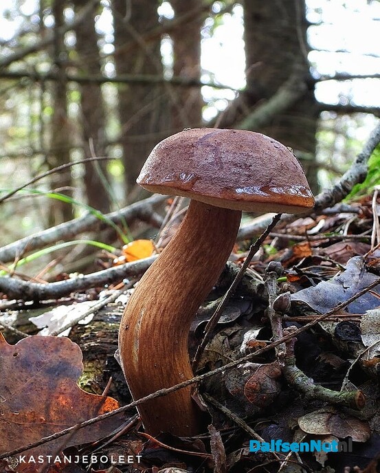 Volgende serie paddenstoelen bekeken met vier ogen - Foto: Femmie Smink