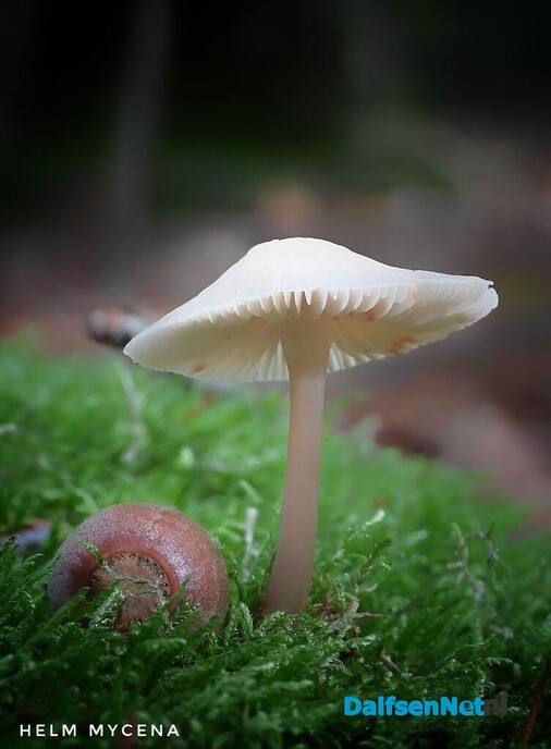 Volgende serie paddenstoelen bekeken met vier ogen - Foto: Femmie Smink