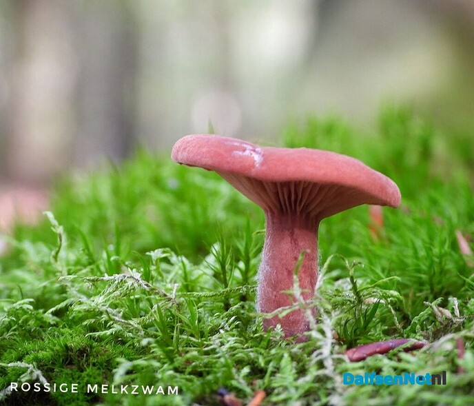 Volgende serie paddenstoelen bekeken met vier ogen - Foto: Femmie Smink