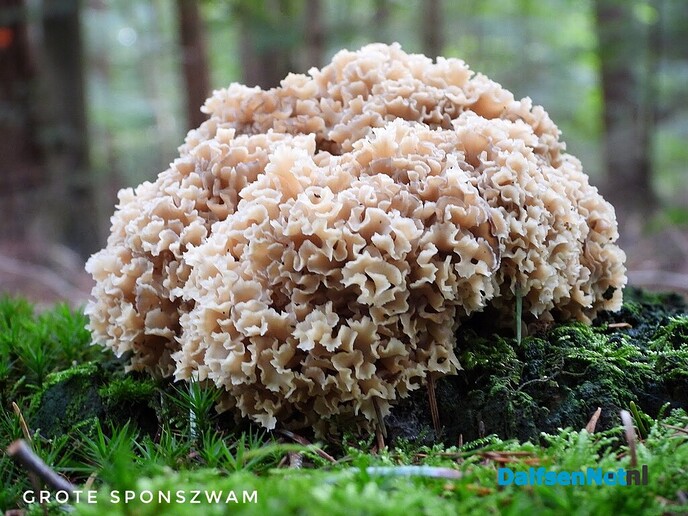 Volgende serie paddenstoelen bekeken met vier ogen - Foto: Femmie Smink
