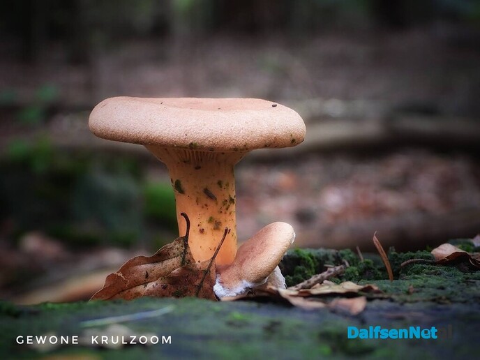Volgende serie paddenstoelen bekeken met vier ogen - Foto: Femmie Smink