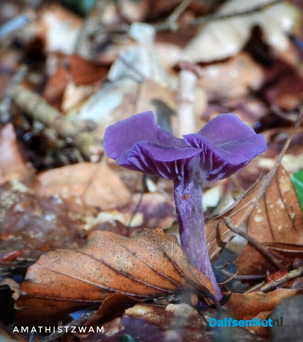 Volgende serie paddenstoelen bekeken met vier ogen - Foto: Femmie Smink