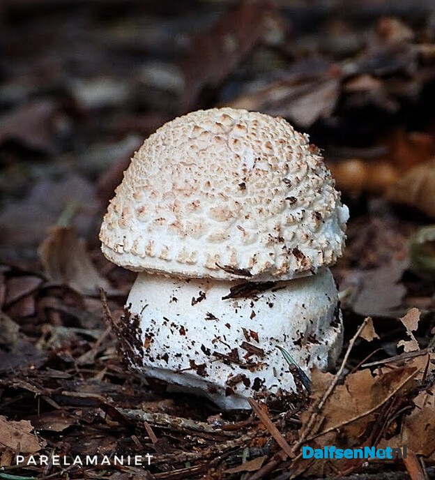 Volgende serie paddenstoelen bekeken met vier ogen - Foto: Femmie Smink