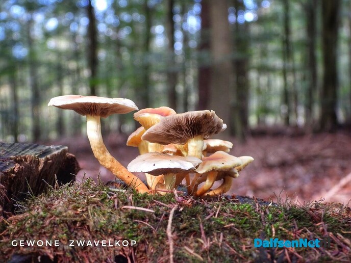 Volgende serie paddenstoelen bekeken met vier ogen - Foto: Femmie Smink
