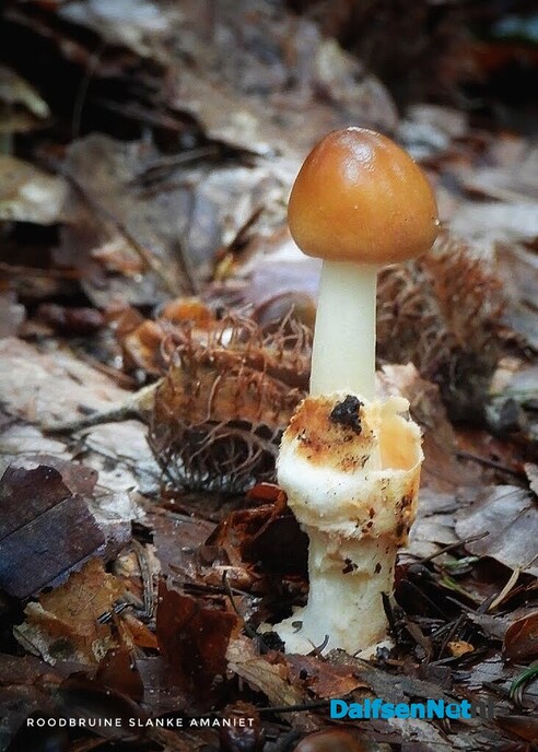 Volgende serie paddenstoelen bekeken met vier ogen - Foto: Femmie Smink