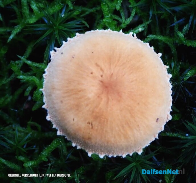 Volgende serie paddenstoelen bekeken met vier ogen - Foto: Femmie Smink