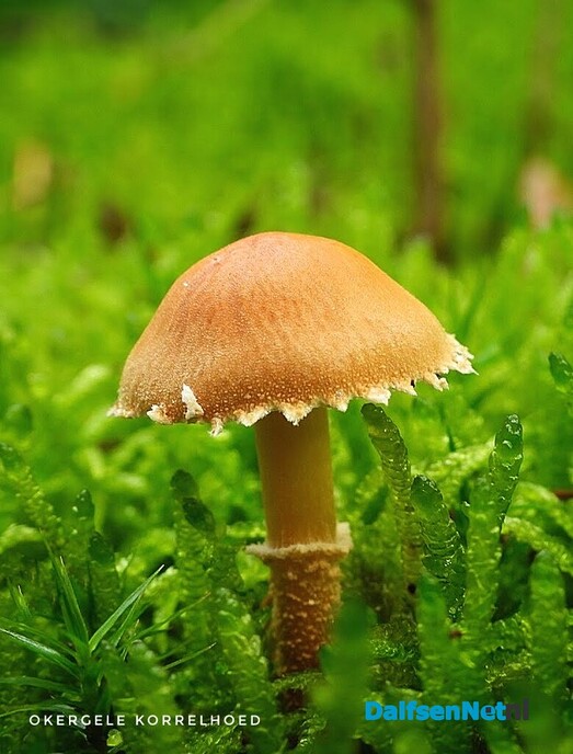 Volgende serie paddenstoelen bekeken met vier ogen - Foto: Femmie Smink