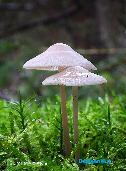 Volgende serie paddenstoelen bekeken met vier ogen - Foto: Femmie Smink