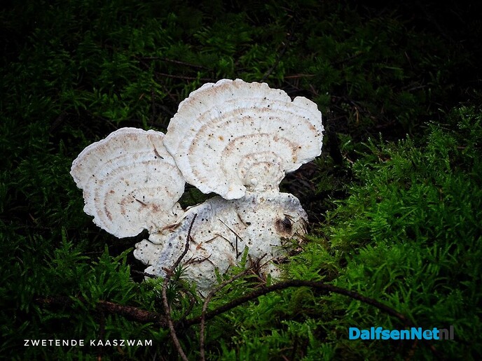 Volgende serie paddenstoelen bekeken met vier ogen - Foto: Femmie Smink