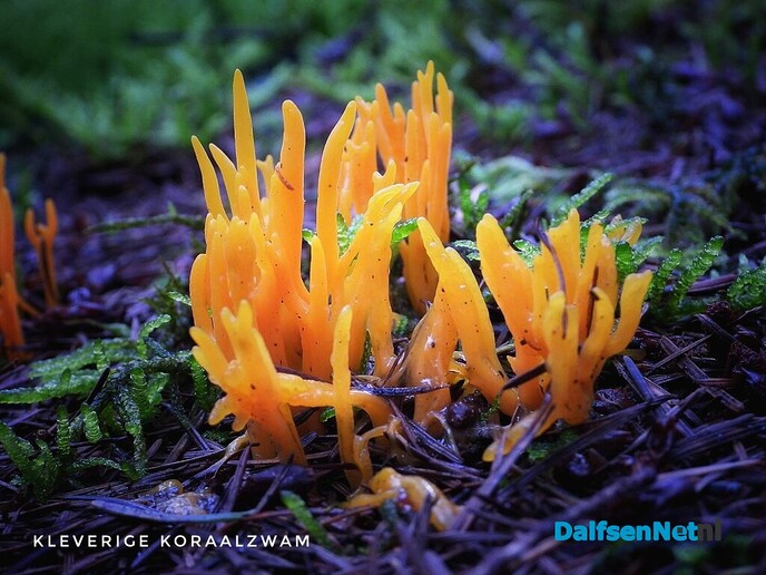 Volgende serie paddenstoelen bekeken met vier ogen - Foto: Femmie Smink