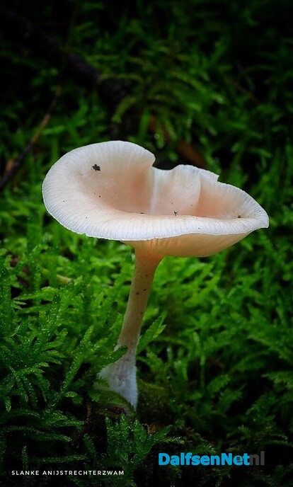 Volgende serie paddenstoelen bekeken met vier ogen - Foto: Femmie Smink