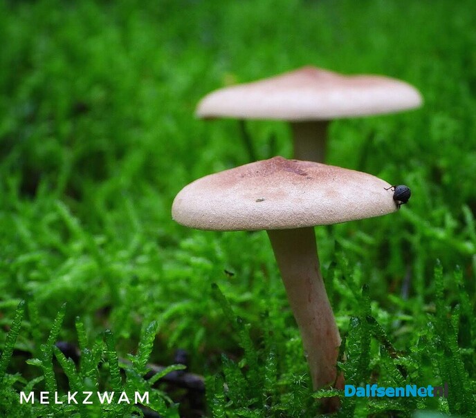 Volgende serie paddenstoelen bekeken met vier ogen - Foto: Femmie Smink